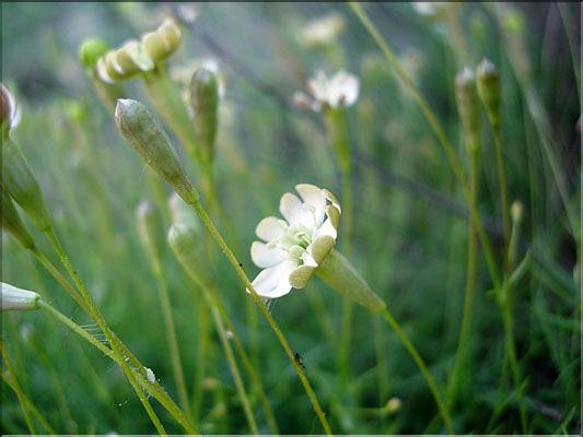 silene_saxifraga1861