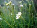 silene_saxifraga1861