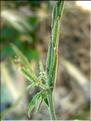 sisymbrium_officinale6304
