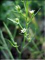 thesium_divaricatum1852