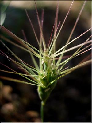 aegilops_ovata6360