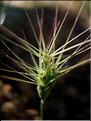 aegilops_ovata6360