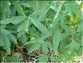 althaea_cannabina6356