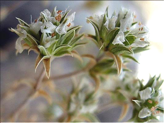 arenaria_aggregata6410