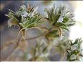 arenaria_aggragata6410