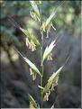 brachypodium_sylvaticum6383