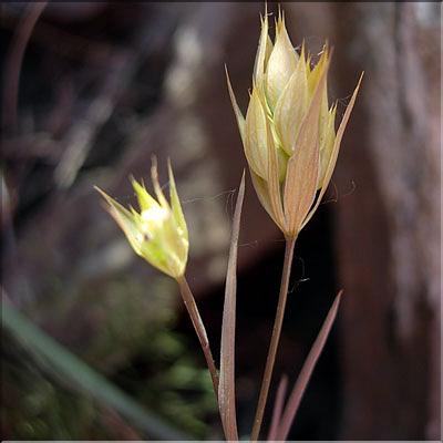 bupleurum_baldense6370