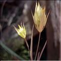 bupleurum_baldense6370