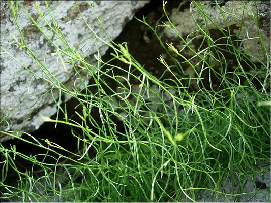 campanula_sp6453