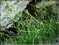 campanula_cochleariif6453