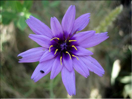 catananche_caerulescens6380