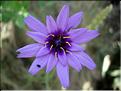 catananche_caerulescens6380