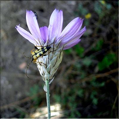 catananche_caerulescens6384