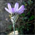catananche_caerulescens6384