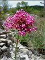 centranthus_lecoquii6408