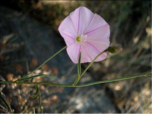 convolvulus_cantabricus6367