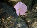 convolvulus_cantabricus6367
