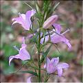 campanula_patula6404
