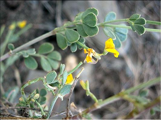 coronilla_minima_lotoides63
