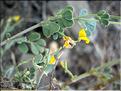 coronilla_minima_lotoides63