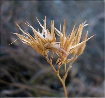 crupina_vulgaris6363