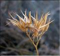 crupina_vulgaris6363