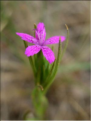 dianthus_armeria6403