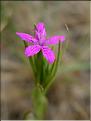 dianthus_armeria6403