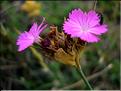 dianthus_carthusianorum6452