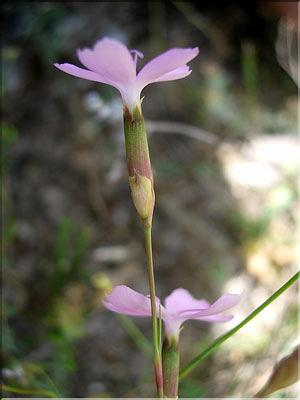dianthus_subacauilis6407