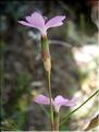dianthus_subacauilis6407