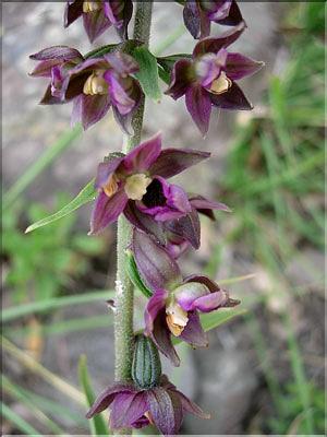 epipactis_helleborine6429