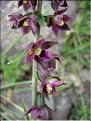 epipactis_helleborine6429