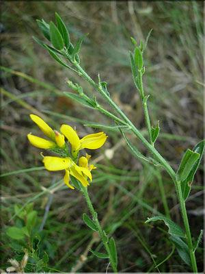 genista_tinctoria6447