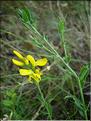 genista_tinctoria6447