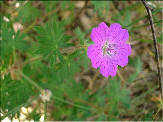geranium_sanguineum6405