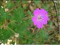 geranium_sanguineum6405