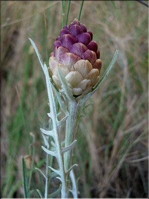 leuzea_conifera6379