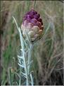 leuzea_conifera6379