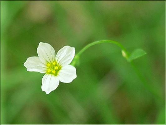 linum_catharticum6438