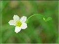 linum_catharticum6438