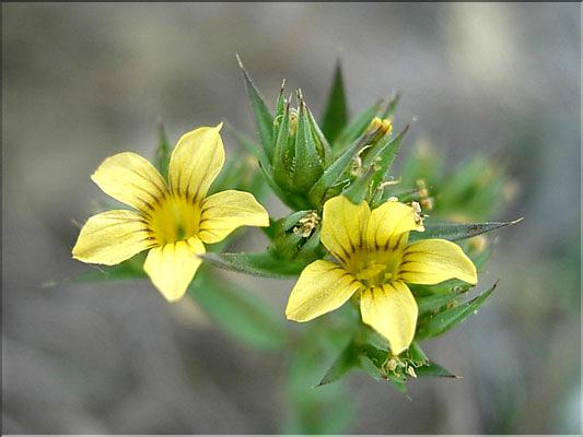 linum_strictum6424