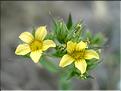 linum_strictum6424