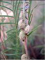 onobrychis_saxatilis6378