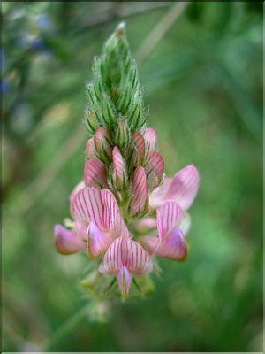 onobrychis_saxatilis6421