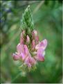 onobrychis_saxatilis6421