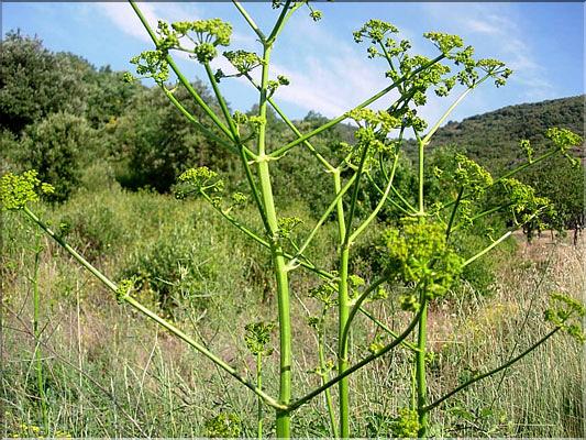 opopanax_chironium6358