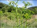 opopanax_chironium6358