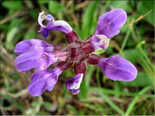 prunella_grandiflora6450
