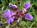 prunella_grandiflora6450